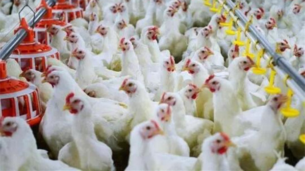 中国批准从美国进口活禽 美多家种禽公司受益